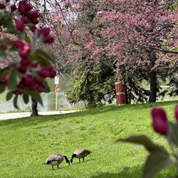 Canada Geese & Spring Blossoms